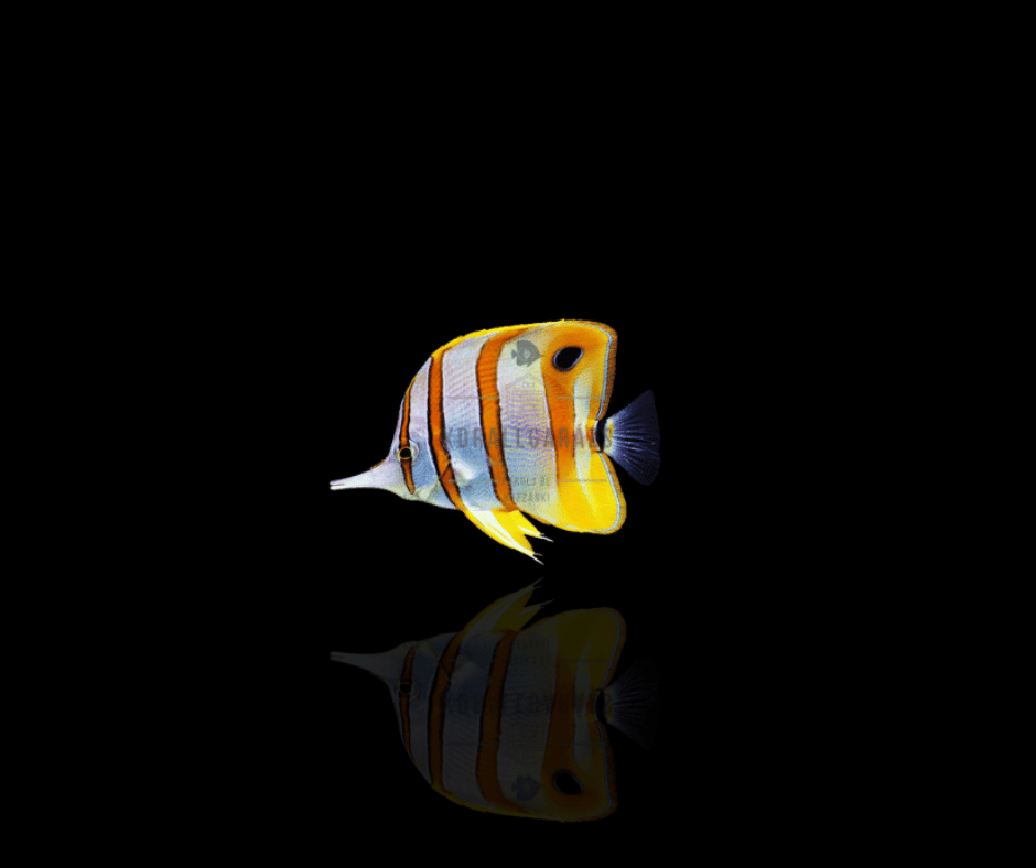 Chelmon Rostratus